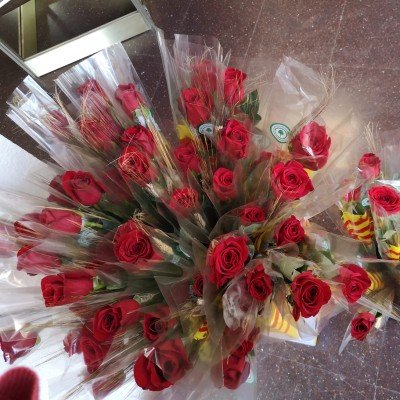 Tornem a celebrar Sant Jordi a Llars Compartides!